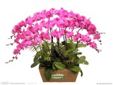 24 Types Perennial Phalaenopsis Orchid Flower Seeds for your choose