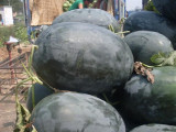 Giant Black Skin Red Inside Ellipse Watermelon Seeds