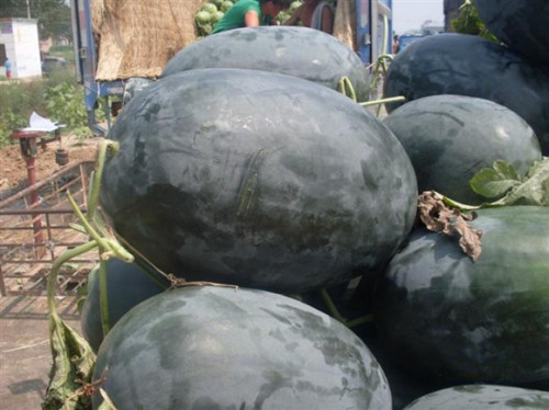 Giant Black Skin Red Inside Ellipse Watermelon Seeds