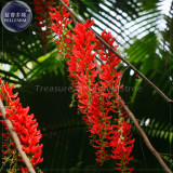 Rare Mucuna Benettii Red Jade Vine Seeds, beautiful woody climbing perennial flowers