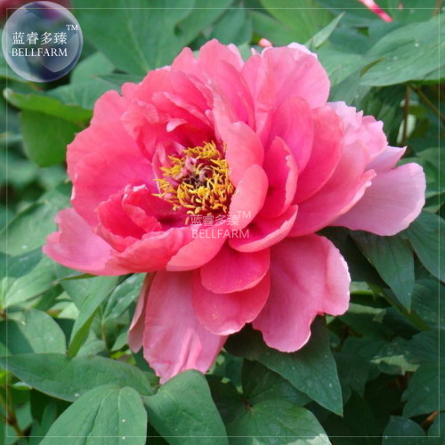 Peony Rose Water Pink Petals Flower Seeds big blooms rare heirloom garden trees