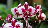24 Types Perennial Phalaenopsis Orchid Flower Seeds for your choose