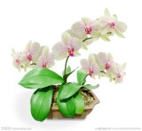 24 Types Perennial Phalaenopsis Orchid Flower Seeds for your choose