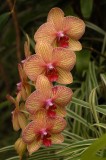 24 Types Perennial Phalaenopsis Orchid Flower Seeds for your choose