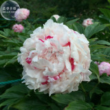White Little Red Peony Shrub Flower Seeds light fragrant big blooms home garden plants