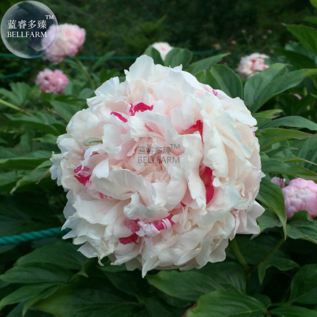 White Little Red Peony Shrub Flower Seeds light fragrant big blooms home garden plants