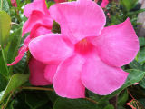 Mandevilla seeds potted balcony DIY home garden planting flowers Beautiful Flower