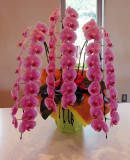 24 Types Perennial Phalaenopsis Orchid Flower Seeds for your choose