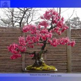 High Quality Cheap Oriental Cherry Sakura Bonsai Seeds
