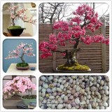 High Quality Cheap Oriental Cherry Sakura Bonsai Seeds