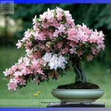 High Quality Cheap Oriental Cherry Sakura Bonsai Seeds