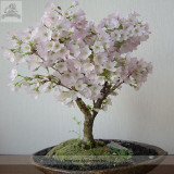 High Quality Cheap Oriental Cherry Sakura Bonsai Seeds