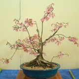 High Quality Cheap Oriental Cherry Sakura Bonsai Seeds