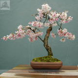 High Quality Cheap Oriental Cherry Sakura Bonsai Seeds