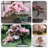 High Quality Cheap Oriental Cherry Sakura Bonsai Seeds