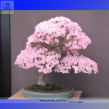 High Quality Cheap Oriental Cherry Sakura Bonsai Seeds