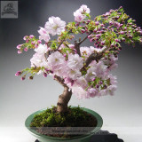 High Quality Cheap Oriental Cherry Sakura Bonsai Seeds
