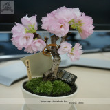 High Quality Cheap Oriental Cherry Sakura Bonsai Seeds