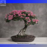 High Quality Cheap Oriental Cherry Sakura Bonsai Seeds
