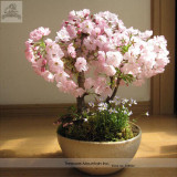 High Quality Cheap Oriental Cherry Sakura Bonsai Seeds
