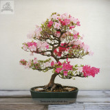 High Quality Cheap Oriental Cherry Sakura Bonsai Seeds