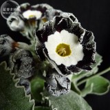 Primula Auricula Stubbs Tartan Flower Seeds