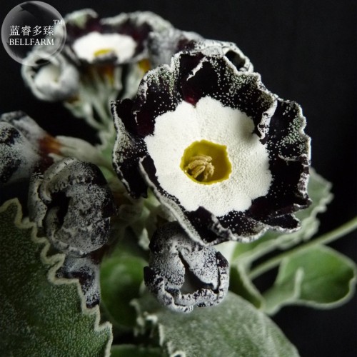 Primula Auricula Stubbs Tartan Flower Seeds