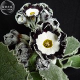 Primula Auricula Stubbs Tartan Flower Seeds