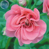 BELLFARM Geranium Sybil Pink Seeds