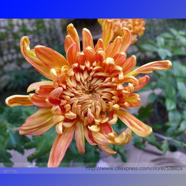 Orange Chrysanthemum Flower Seeds