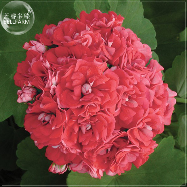 Geranium 'Rose Red Rosebud' Hybrid Seeds