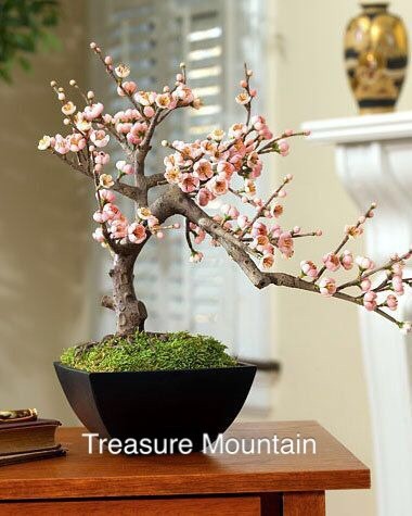 Heirloom Bonsai Pink Peach Flower Seeds