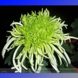 Green 'Spider' Chrysanthemum Flower Seeds,100 seeds.