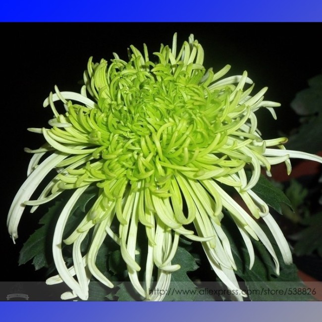 Green 'Spider' Chrysanthemum Flower Seeds,100 seeds.