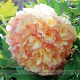 Rare Dark Gold Light Red Kinkaku Tree Peony Flower Seeds