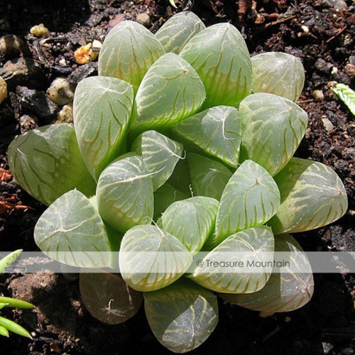 Variegated Haworthia Cooperi Pilifera Seeds