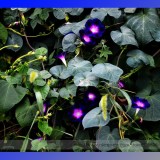 Dark Blue Pink Heart Morning Glory Ipomoea Nil Climbing Flower Seeds