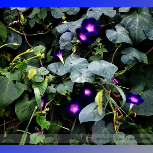 Dark Blue Pink Heart Morning Glory Ipomoea Nil Climbing Flower Seeds