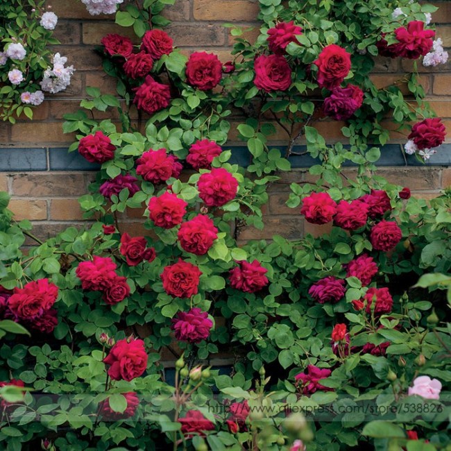 Rare 'Tess of the d'Urbervilles' Dark Red Climbing Rose Plant Flower Seeds