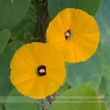 Rare Japanese Takii Yellow Morning Glory Garden Climbing Flower Seeds