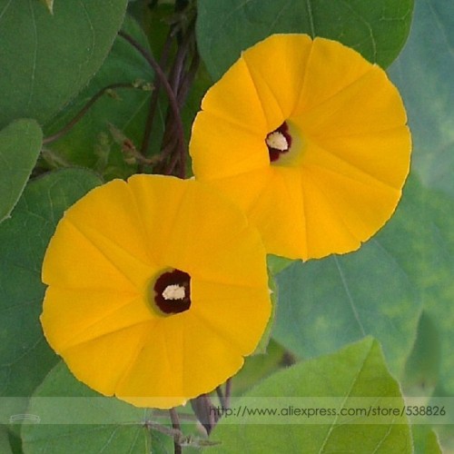Rare Japanese Takii Yellow Morning Glory Garden Climbing Flower Seeds