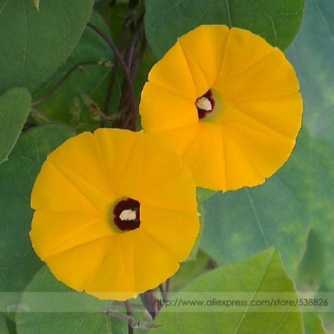 Rare Japanese Takii Yellow Morning Glory Garden Climbing Flower Seeds