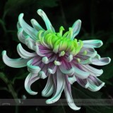 Green Blue Purple Chrysanthemum Perennial Flower Seeds