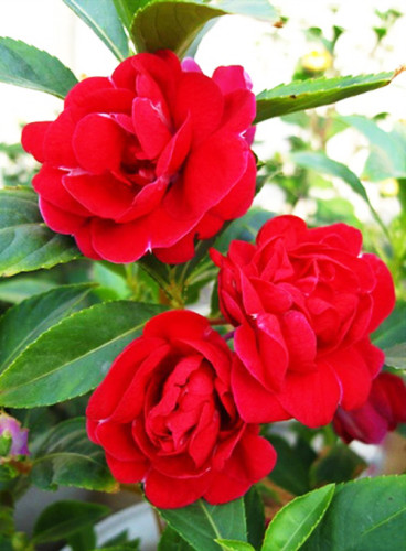 Impatiens Balsamina Red Garden Balsam Seeds