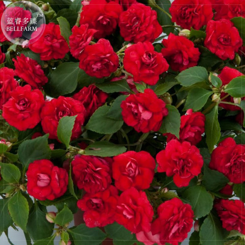 Impatiens Balsamina Red Garden Balsam Seeds