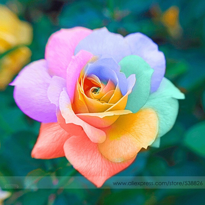 US$ 1.10 - the Rarest Bright Rainbow Rose Flower Seeds - www