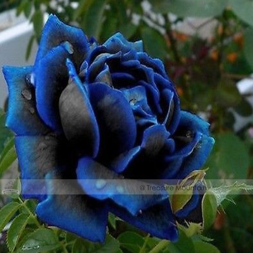 New Midnight Supreme Rose Bush Flower Seeds