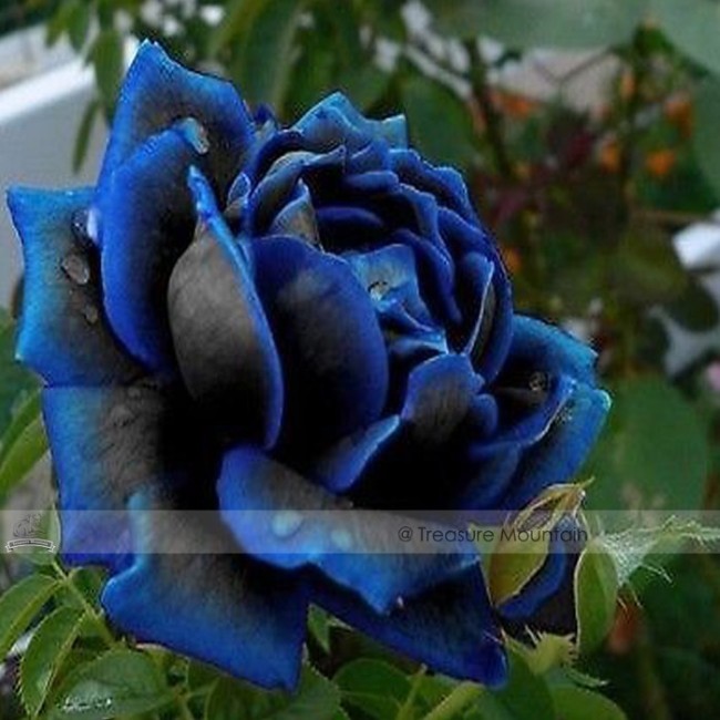 New Midnight Supreme Rose Bush Flower Seeds
