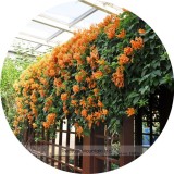 Rare Chinese Orange Pyrostegia venusta Perennial Climbing Plant Seeds