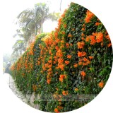 Rare Chinese Orange Pyrostegia venusta Perennial Climbing Plant Seeds
